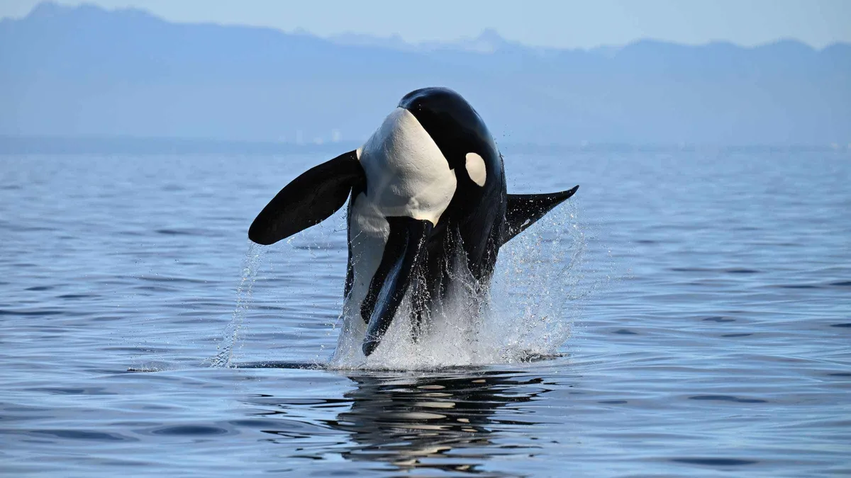Orca surfacing beside a covered catamaran in the Salish Sea, whale and wildlife watching tour with free photos from Vancouver