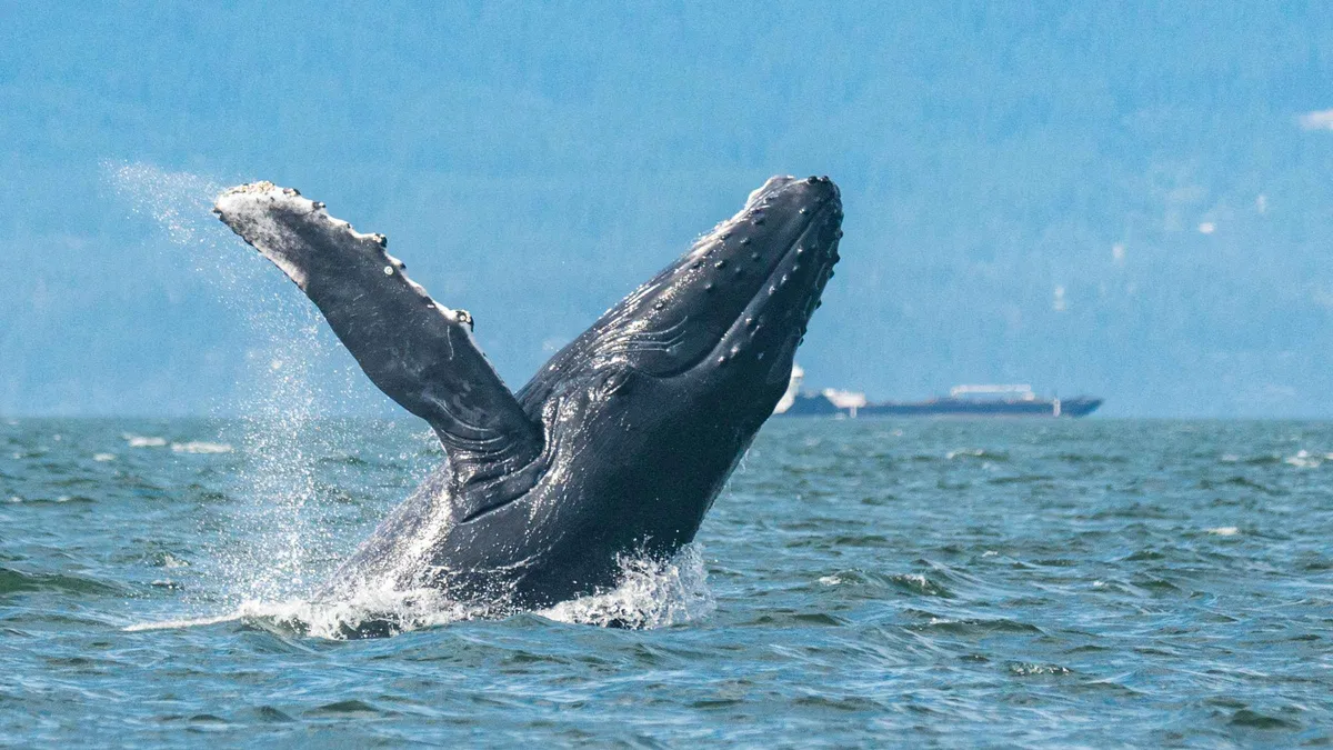 Large zodiac vessel watching a humpback whale in the Strait of Georgia, whale watching tour with guide from Vancouver