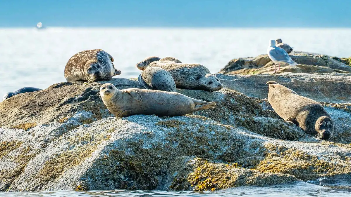 Harbour seals hauled out on rocks beside a small tour boat off West Vancouver, Vancouver city and seals boat tour