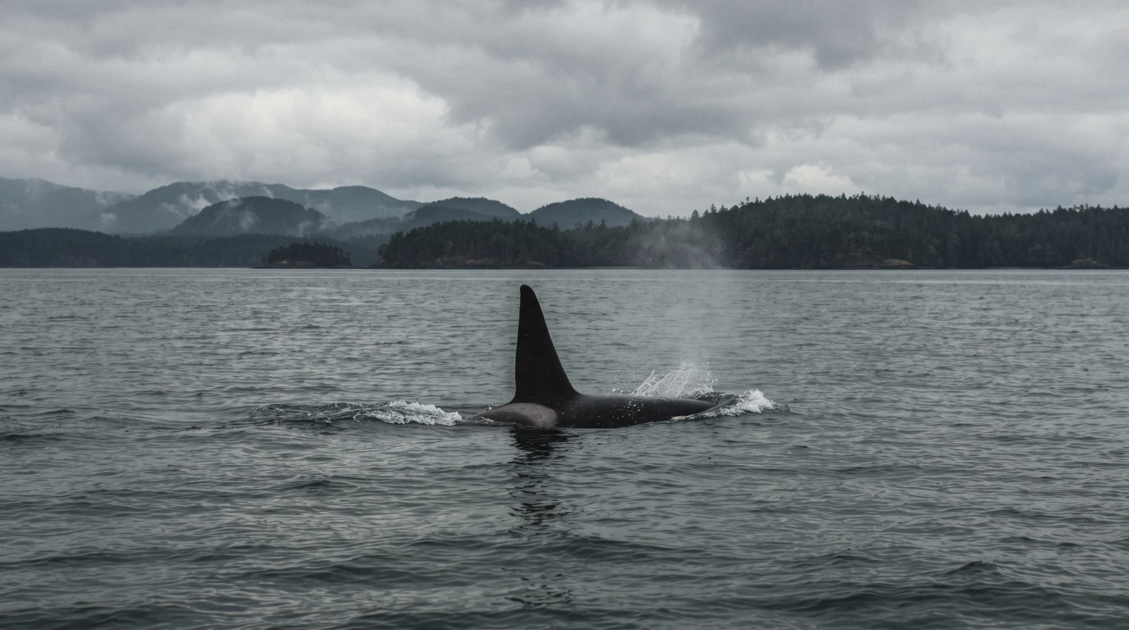 An open catamaran on the Salish Sea with the coastal mountains behind, on a Vancouver whale watching trip